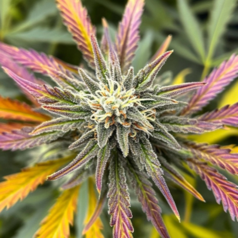 Breaking Down Cannabis and Cannabinoids: THC & CBD